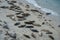 Sea lions & seals napping on a cove under the sun