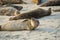 Sea lions and seals napping on a cove under the sun at La Jolla, San Diego, California.