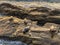 Sea lions & seals napping on a rock under the sunset