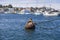 Sea lions and seals on the pier in Monterey, California