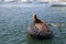 Sea lions and seals on the pier in Monterey, California