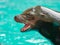 Sea lions show at the Loro Park Loro Parque, Tenerife.