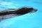 Sea lions show in Loro Park in Puerto de la Cruz on Tenerife, Canary Islands