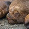 Sea lions sleeping in Angelmo Market in Puerto Montt, Chile