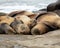 Sea Lions sleeping on the beach