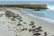 Sea Lions Sleeping on the Protected La Jolla Cove