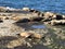 Sea lions sleeping on a rocky shore