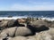 Sea lions sleeping on a rocky shore