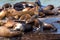 Sea lions socializing on wood docks