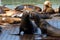 Sea lions socializing on wood floating platforms