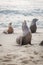 Sea Lions Standing on Sandy Beach