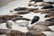 Sea lions sunbathe on the beach