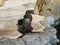 Sea Lions sunbathing in their habitat. Aquarium of the Pacific, Long Beach, California, USA