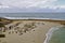 Sea lions Sunning on the beach