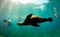 Sea lions swimming around snorkelers