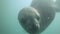 Sea lions swimming underwater in Punta Loma, Argentina