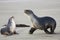 Sea lions two, New-Zealand