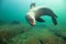 Sea Lions Underwater