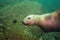 Sea Lions Underwater