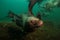 Sea Lions Underwater