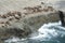 Sea Lions in the Valdes Peninsula