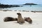 Sea lions on a white sandy beach