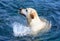 Sea loving splashing dog