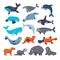 Sea mammal vector water animal character dolphin walrus and whale in sealife or ocean illustration marine set of seal or