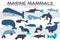 Sea mammals animal collection icons set. Vector fish illustration in ocean life background. Marine exotic creature flat