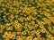 Sea of Many Vibrant Yellow and Black Lazy Susan Flowers in July