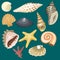Sea marine animals and shells souvenirs cartoon vector illustration spiral tropical mollusk mussel decoration
