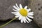 Sea Mayweed