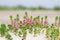 Sea milkwort in the dunes