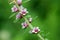 Sea milkwort, Lysimachia maritima