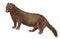 Sea mink extinct animal sketch