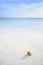 Sea Mollusk Shell in a white tropical beach under blue sky