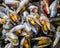 Sea mussel background