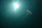 Sea nettle glistens beneath the surface in Gray\\\'s Reef National Marine Sanctuary as the sun permeates the water.