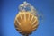 Sea Nettle Jelly fish