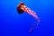 Sea Nettle Jellyfish - Chrysaora