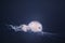 Sea nettle jellyfish with long tails