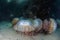 Sea Nettle Jellyfish on Seafloor