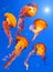 Sea Nettle Jellyfishes