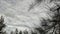 A sea oaks tree and sky with black and white silhouette