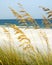 Sea oats