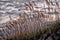 Sea oats act to guard against beach erosion while shedding a golden hue when the sun sets behind them