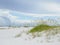 Sea Oats on the Beautiful Gulf Coast of Florida