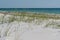 Sea Oats with Blue Gulf Waters