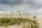 Sea Oats on Dune