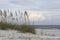 Sea oats on dune with ocean